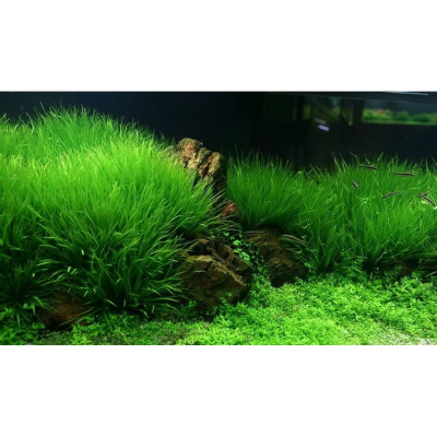 Бликса Японская, в горшочке